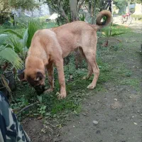 ماده سراب ۶ماهه