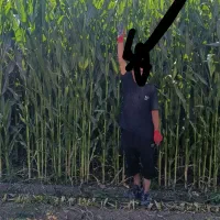 ذرت علوفه