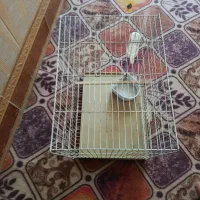 قفس|لوازم جانبی حیوانات|زهک, |دیوار