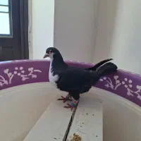 کبوتر کفتر کراواتی سیاه