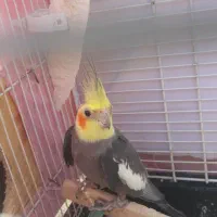 جفت هلندی تخم۴تا گذاشته تاالان