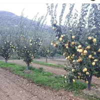 نهالستان بادام و گردو دیر گل در نهالستان زرینه|خدمات باغبانی و درختکاری|میانه, |دیوار