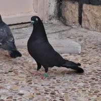 ۴ جفت کله ی نسل قدیم
