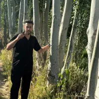 انواع گردو ژنوتیپ|خدمات باغبانی و درختکاری|مشگین شهر, |دیوار