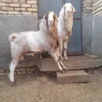 چپش و نر بز تخمی دورگ گلابی|حیوانات مزرعه|اردکان, |دیوار