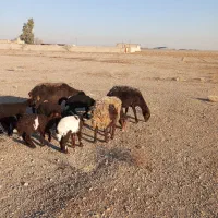 ۳راس میش افشار جوان دوقلوزا مناسب داشت