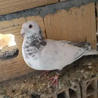 30عدد پرشی|پرنده|مانه, |دیوار