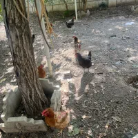 مرغ محلی تخم گزار|حیوانات مزرعه|رامیان, |دیوار