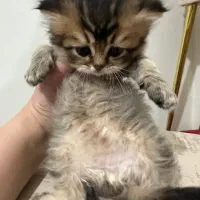 بچه گربه بریتیش