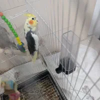 عروس هلندی مولد معاوضه با وسایل