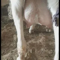 بزسانن با بزغاله|حیوانات مزرعه|مشهد, امین آباد|دیوار