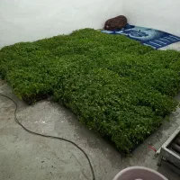 نشا گوجه رعد