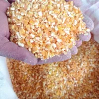 ذرت دکله....گندم