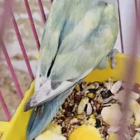 طوطی برزیلی نر