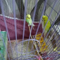 دو مرغ عشق نر و ماده