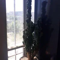 ۲ عدد کاکتوس سخره ای|گل و گیاه طبیعی|مشهد, مشهدقلی|دیوار