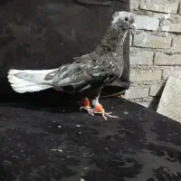نرکهی‌دم‌سفید‌شکلاتی