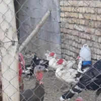 فروش مرغ وخروس گلین وشش عدد اردک اسرایئلی|حیوانات مزرعه|پیر بکران, |دیوار
