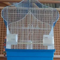 قفس عروس هلندی یا طوطی