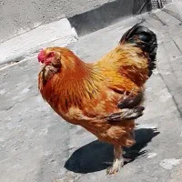 خروس برهما بوف(امپراتوری)