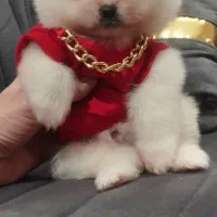 پامرانین خرسی پامر اصیل با وسایل کامل