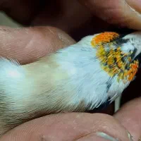 سهره سر سیاه و کرمونی|پرنده|شیراز, گل سرخ|دیوار