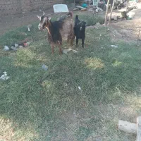 بز کره