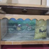 آکواریوم قشنگ