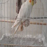عروس هلندی سخنگو
