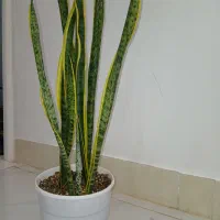 گل سانسوریا شمشیری بغل طلایی کمیاب|گل و گیاه طبیعی|خواف, |دیوار