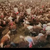 بوقلمون تخم گذار