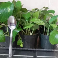 انواع گل طبیعی شاداب