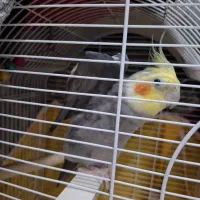 عروس نر سالم با قفس ۱ تومن|پرنده|رشت, نیکمرام|دیوار