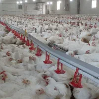 فروش مرغداری گوشتی