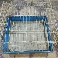 قفس پرنده و جوجه