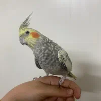 عروس هلندی نر صحیح و سالم