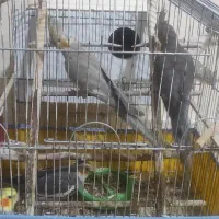 فروش دو عدد عروس هلندی|پرنده|کنارک, |دیوار