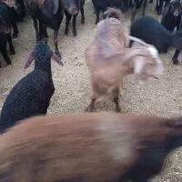 گوسفند بره دار