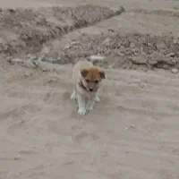 باچیزیم ماملعه می کونم