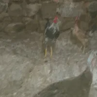 فروش مرغ وخروس
