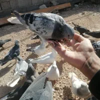 سبز دم سفید نر