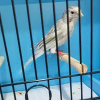 قناری نر مست سیلور