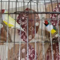 تعداد فنچ گلدین جفت شده قیمت ۱۵۰۰