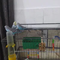 چهار عدد مرغ عشق|پرنده|الیگودرز, |دیوار