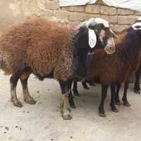 بره نر وماده|حیوانات مزرعه|فامنین, |دیوار