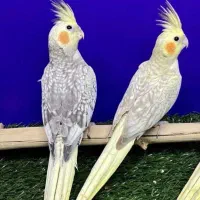 عروس هلندی ۲ عدد