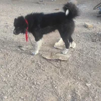 نر چمبرو اله قدرجونی