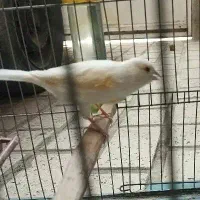 قناری ماده موزایکی