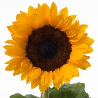 زمین کشاورزی