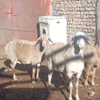 ۸عدد میش آبستن وجوان